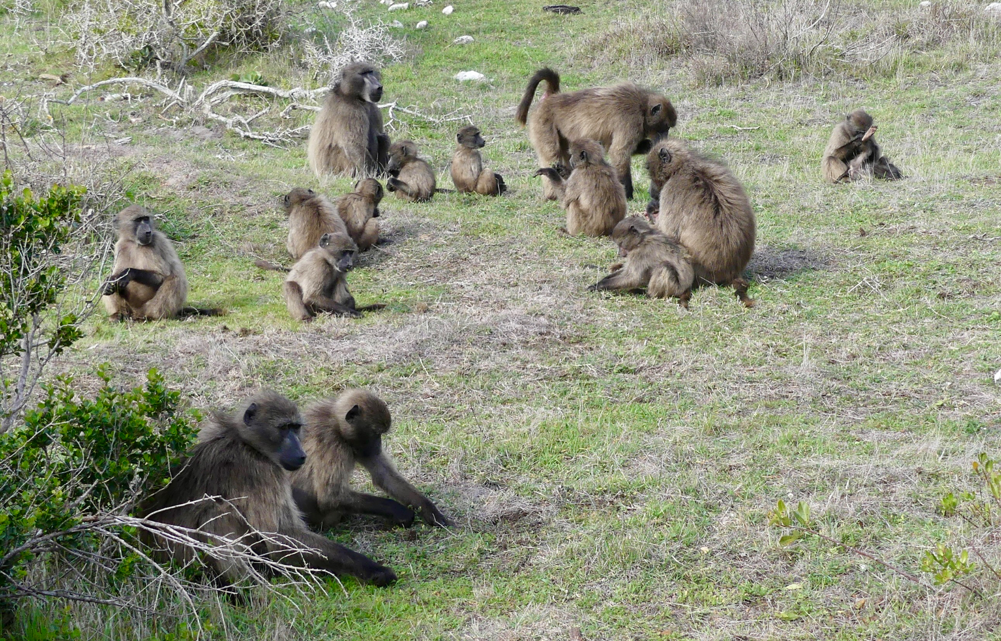 Baboon family